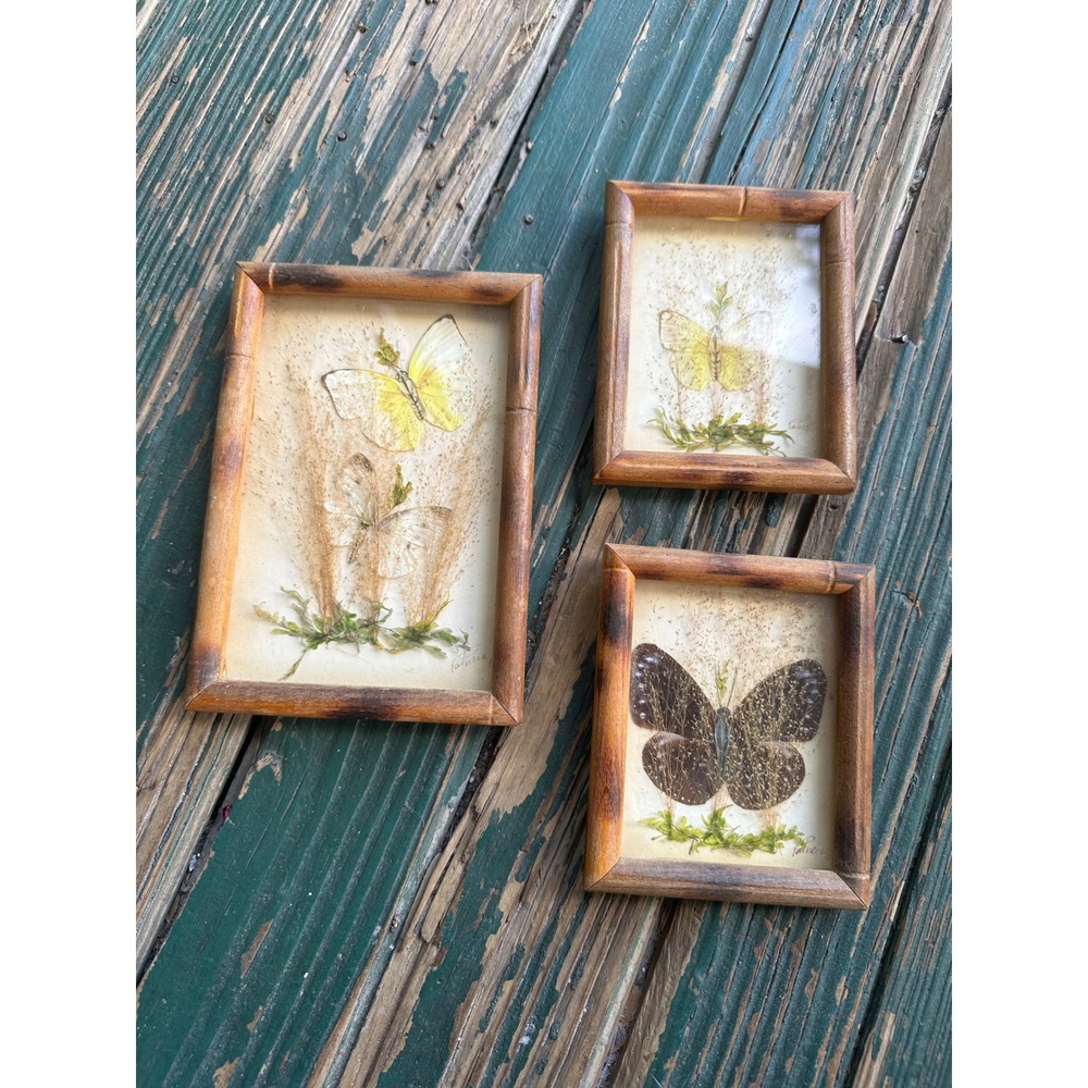 Vintage Standel Products Real Butterfly Taxidermy Framed Art Set of 3 Wood